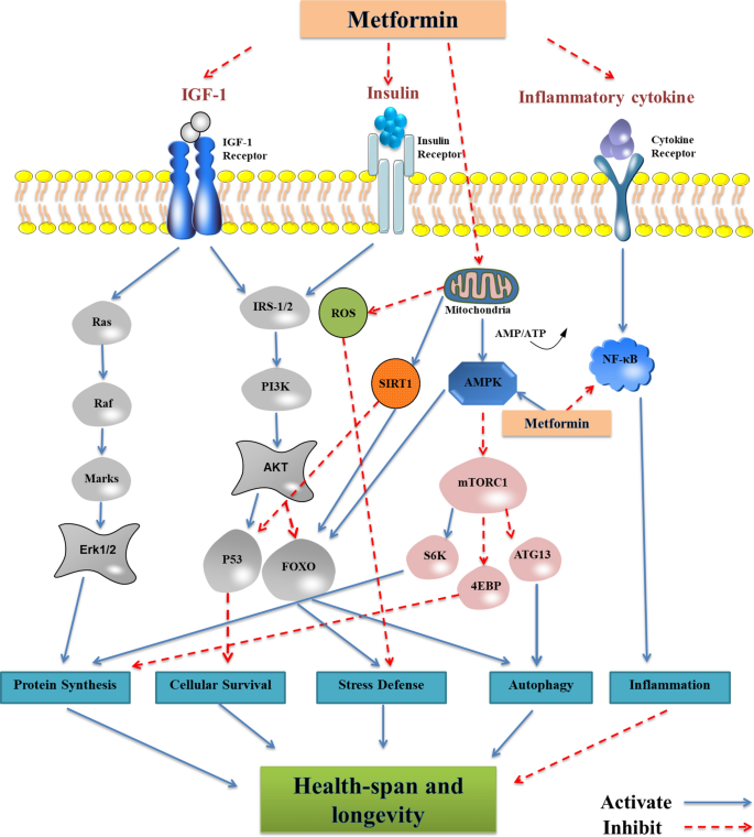 anti aging drug társadalom