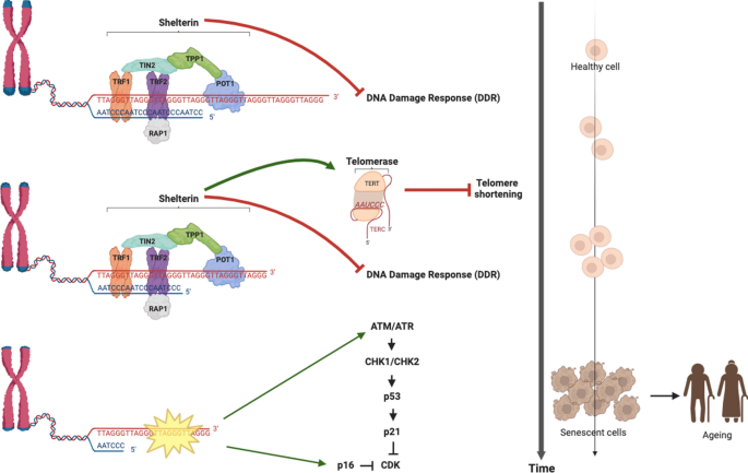 Mitochondria and telomeres: hand in glove | Biogerontology | Springer  Nature Link