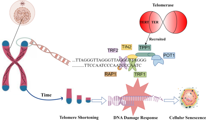epithalon mechanism of action telomerase Telomeres in skin aging | Biogerontology The Anti-Inflammatory Power of Size:Men's 4 / Women's 6 parenteral calcium