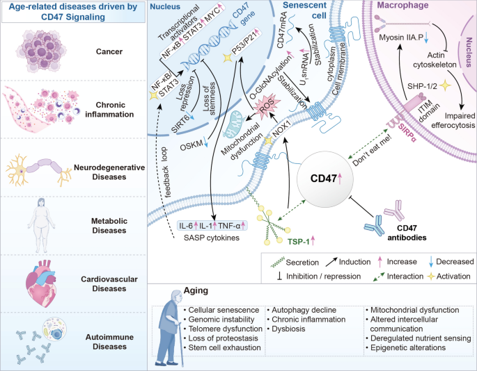 CD47 signaling in aging and age-related diseases: mechanisms ...
