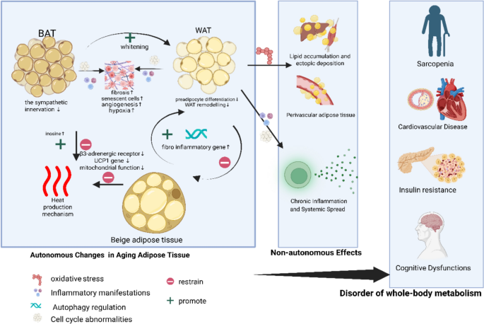 From fat to fate: how aging adipose tissue drives systemic metabolic ...
