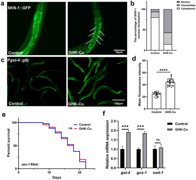 The GHK-Cu delays aging in Caenorhabditis elegans via coordinated  regulation of mitochondrial function and activation of DAF-16/SKN-1  pathways | Biogerontology