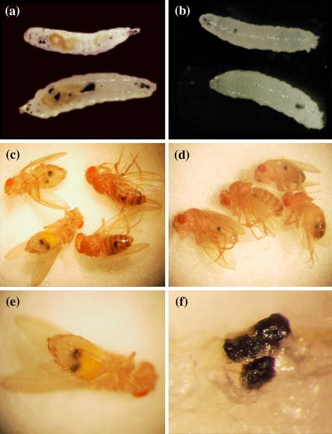 melanotic tumors drosophila Regulation of Hemocytes in Drosophila Requires dappled Cytochrome b5 |  Biochemical Genetics