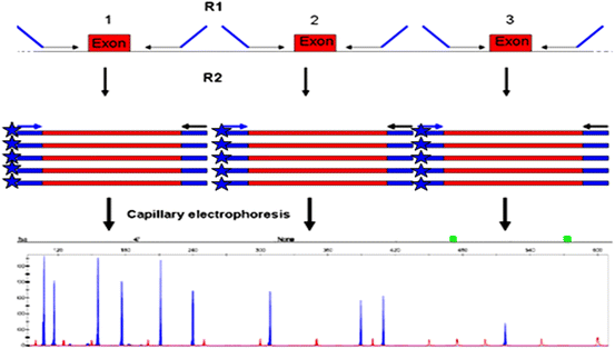 upQMPSF, a Method for the Detection of BRCA1 Exon Copy Number Variants |  SpringerLink