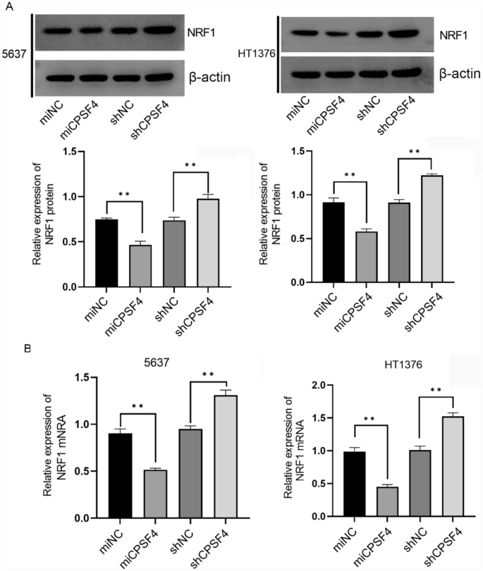 Knockdown of CPSF4 Inhibits Bladder Cancer Cell Growth by Upregulating ...