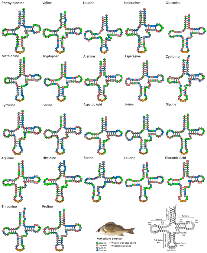 Elucidating the Mitogenomic Blueprint of Pomadasys perotaei from the