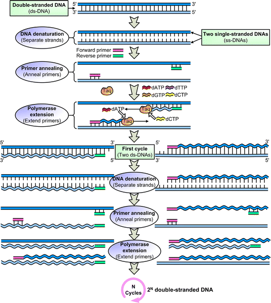 Specific primer design for the polymerase chain reaction | Biotechnology  Letters
