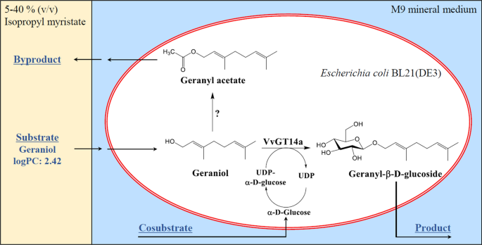 Byproduct Free Geraniol Glycosylation By Whole Cell Biotransformation With Recombinant Escherichia Coli Springerlink Byproduct Free Geraniol Glycosylation By Whole Cell Biotransformation With Recombinant Escherichia Coli Springerlink
