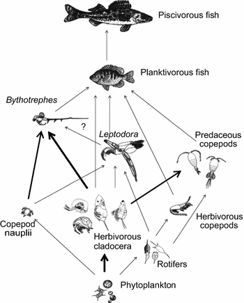 A plague of waterfleas (Bythotrephes): impacts on microcrustacean ...