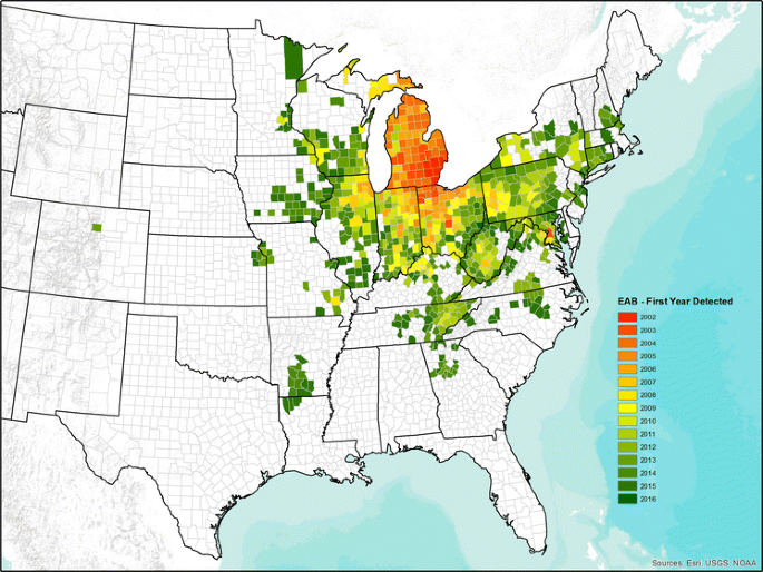 Emerald Ash Borer Map A Decade Of Emerald Ash Borer Effects On Regional Woodpecker And Nuthatch  Populations | Springerlink