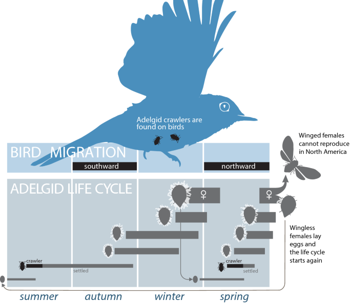 Spring Bird Migration As A Dispersal Mechanism For The Hemlock Woolly Adelgid Springerlink