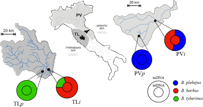 Genetic And Phenotypic Displacement Of An Endemic Barbus Complex By Invasive European Barbel Barbus Barbus In Central Italy Springerlink