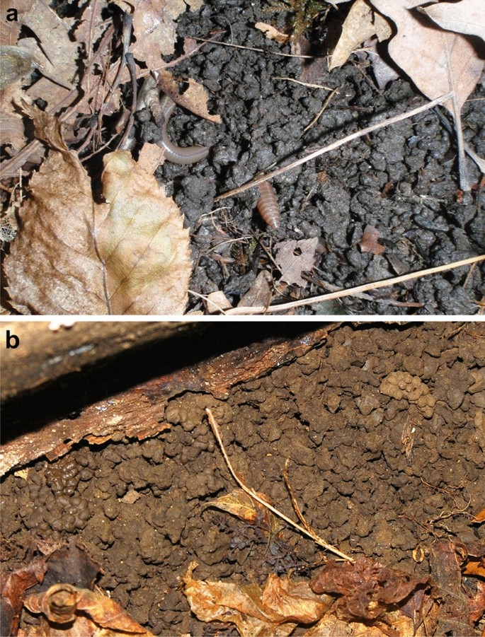 Earthworm Invasion: Non-native Species Are Harming Ecosystems in North  America