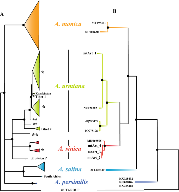 PDF) The origin of asexual brine shrimps