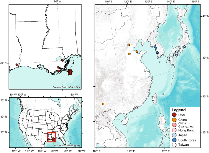 An Invasive Population Of Roseau Cane Scale In The Mississippi River Delta Usa Originated From Northeastern China Springerlink