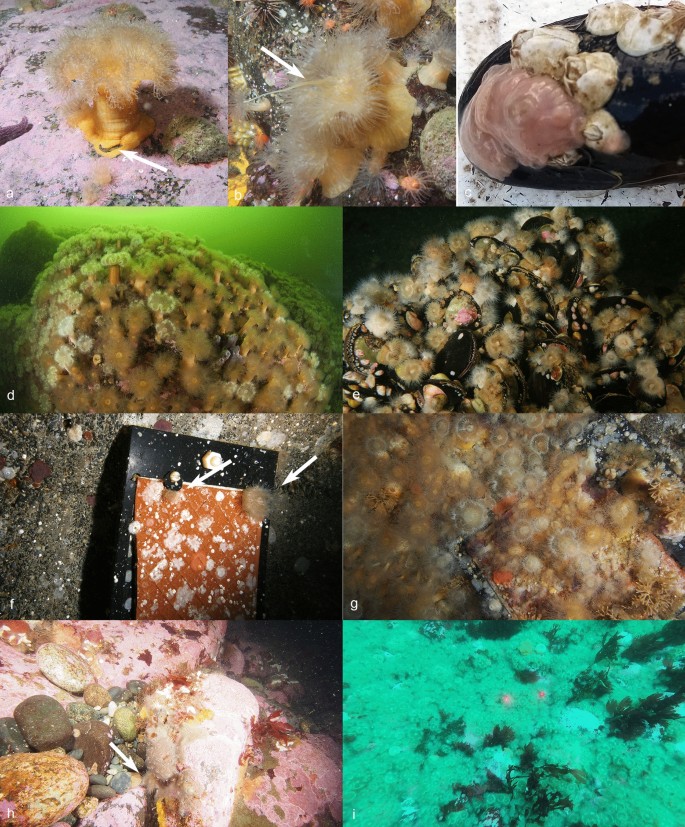 Recent massive invasions of the circumboreal sea anemone Metridium senile  in North and South Patagonia | SpringerLink