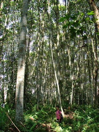 Loss of biodiversity and ecosystem functioning in Indo-Malayan 