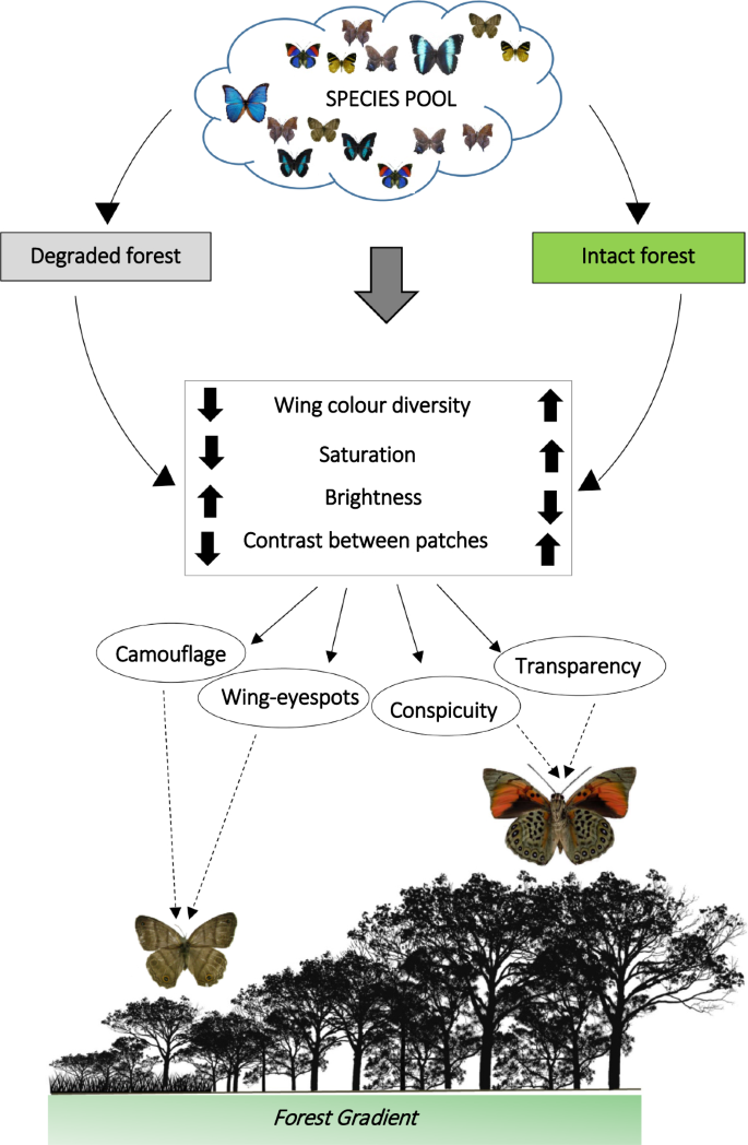 Discolouring the Amazon Rainforest: how deforestation is affecting  butterfly coloration | SpringerLink