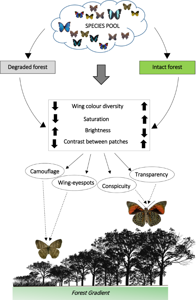 Discolouring The Amazon Rainforest How Deforestation Is Affecting Butterfly Coloration Springerlink Discolouring The Amazon Rainforest How Deforestation Is Affecting Butterfly Coloration Springerlink