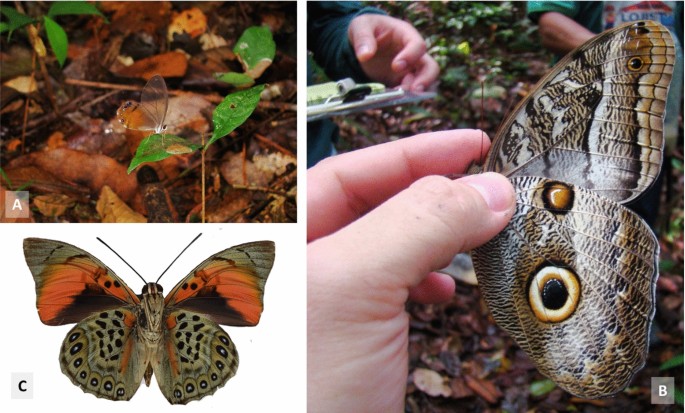 Discolouring The Amazon Rainforest How Deforestation Is Affecting Butterfly Coloration Springerlink
