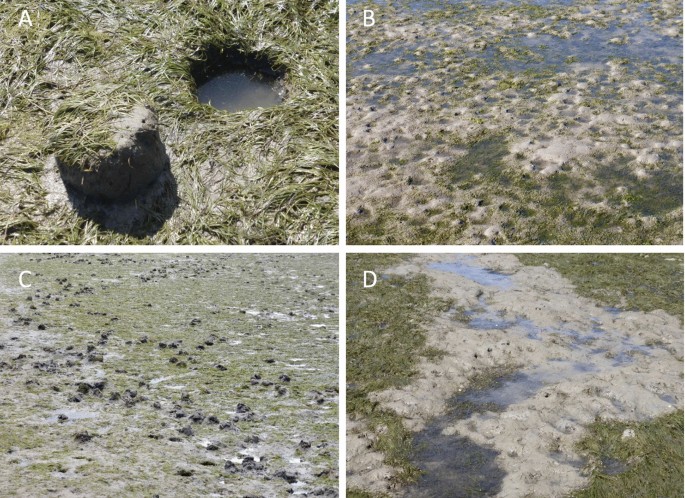 Do beds of subtidal estuarine seagrass constitute a refuge for 