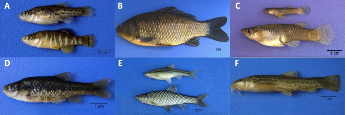 Medicinal leech habitats: important biodiversity hotspots for fish species  conservation