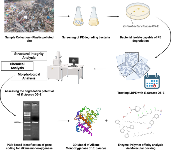 Enterobacter cloacae-mediated polymer biodegradation: in-silico ...