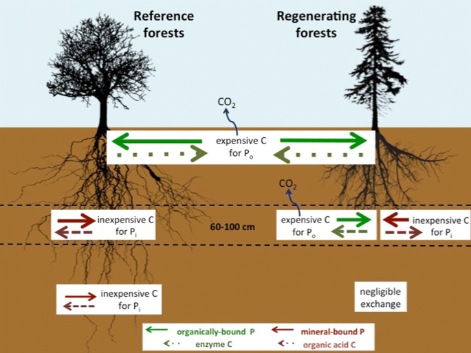 Plastic responses of below‐ground foraging traits to soil phosphorus‐rich  patches across 17 coexisting AM tree species in a subtropical forest - Zhu  - 2023 - Journal of Ecology - Wiley Online Library