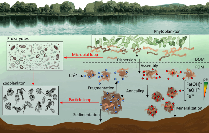 Calcium and iron promote reversible self-assembly of dissolved organic ...