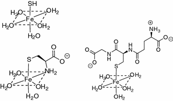 glutathione pool Glutathione: a key component of the cytoplasmic labile iron pool |  BioMetals