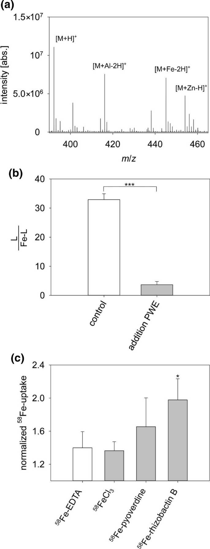 Rhizobactin B Is The Preferred Siderophore By A Novel Pseudomonas Isolate To Obtain Iron From Dissolved Organic Matter In Peatlands Springerlink Rhizobactin B Is The Preferred Siderophore By A Novel Pseudomonas Isolate To Obtain Iron From Dissolved Organic Matter In Peatlands Springerlink