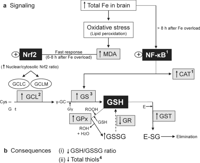 Effects of acute iron overload on Nrf2-related glutathione metabolism in rat brain | BioMetals | Springer Nature Link Effects of acute iron overload on Nrf2-related glutathione metabolism in rat brain | BioMetals | Springer Nature Link