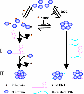 Reviewing Chandipura: A Vesiculovirus in Human Epidemics | Bioscience  Reports