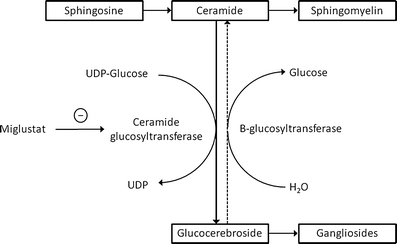 Protocol for initiation of miglustat treatment in NP-C. Reproduced