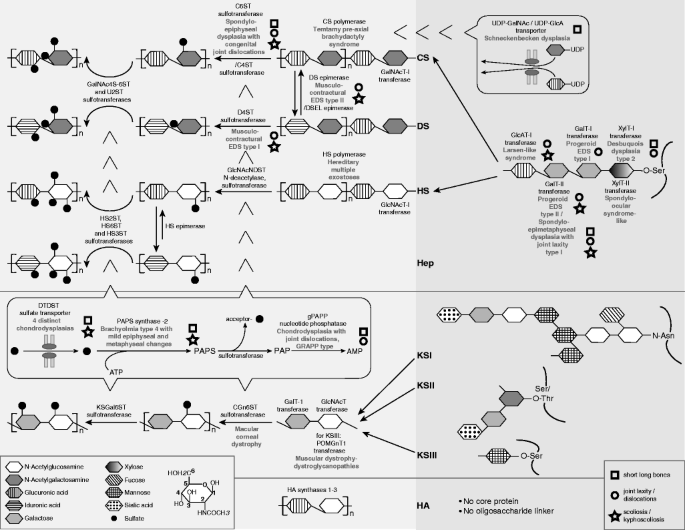 Biosynthesis of glycosaminoglycans: associated disorders and biochemical tests | SpringerLink Biosynthesis of glycosaminoglycans: associated disorders and biochemical tests | SpringerLink
