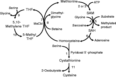 Гомоцистеин биохимия. Methionine metabolism. Гомоцистинурия биохимия. Метионин схема. Цикл Sam.