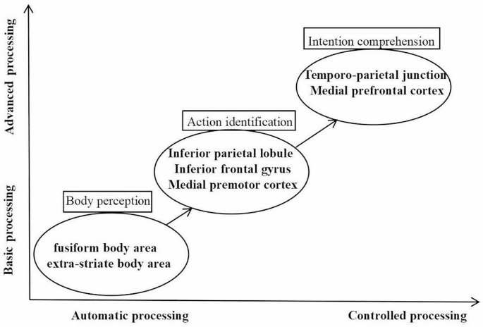 Three-stage Dynamic Brain-cognitive Model of Understanding Action ...