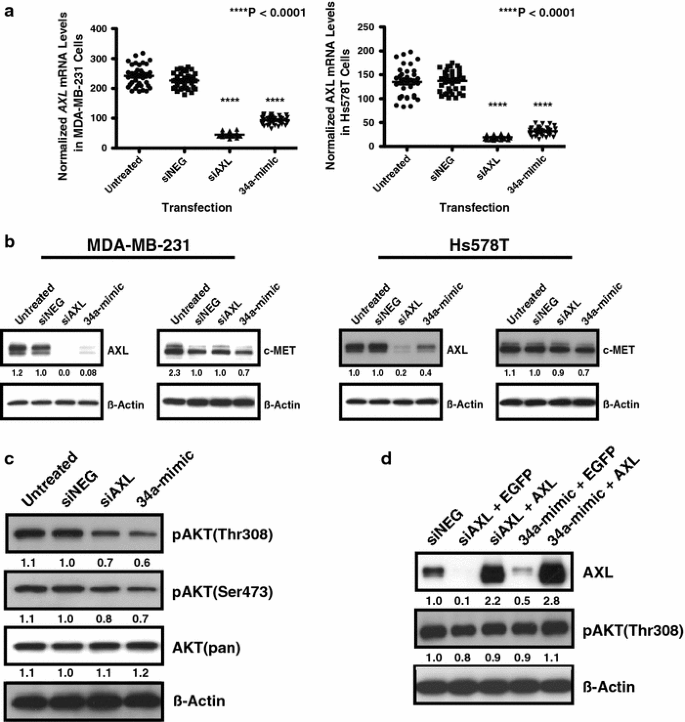 Identification of the receptor tyrosine kinase AXL in breast cancer as a  target for the human miR-34a microRNA | SpringerLink