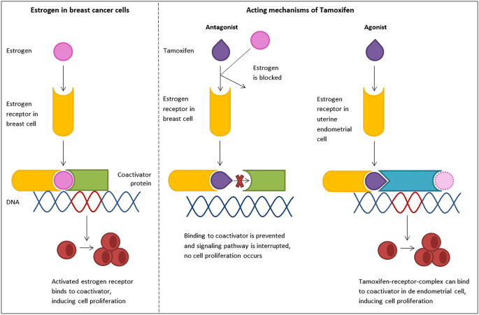 Endometrial cancer and tamoxifen