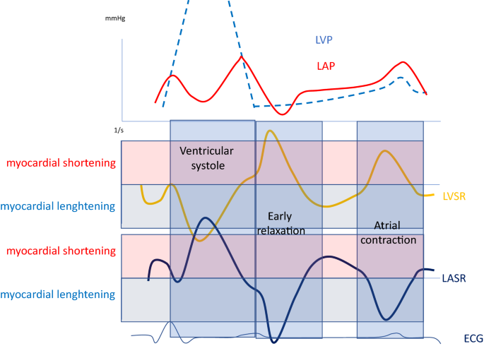 Defining the Reference Range for Left Ventricular Strain in
