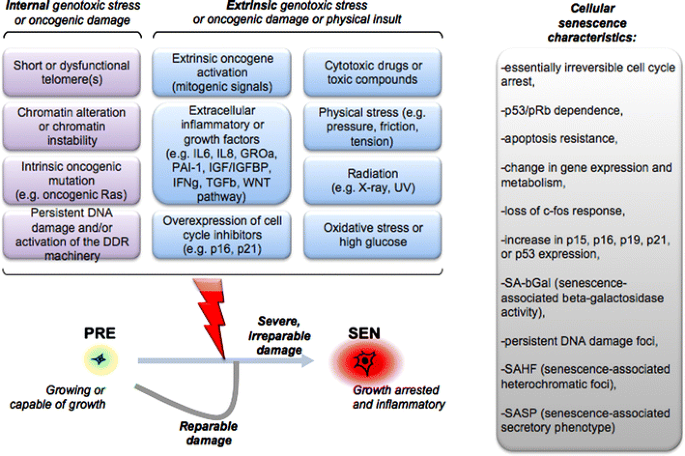 senescent cells as a source of