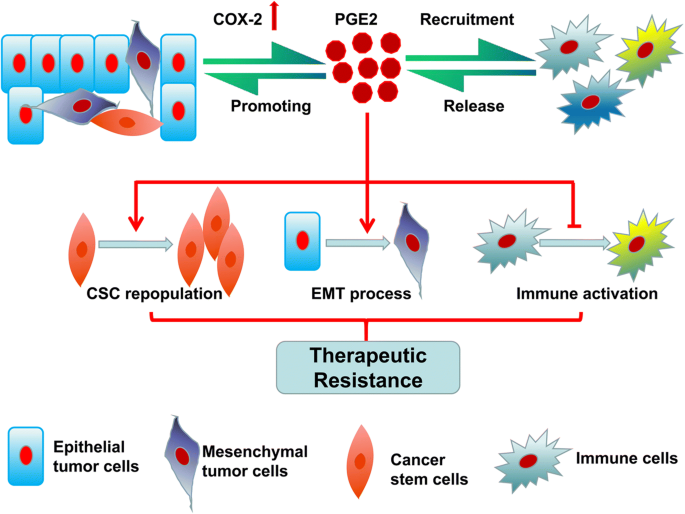 The Roles Of The Cox2 Pge2 Ep Axis In Therapeutic Resistance