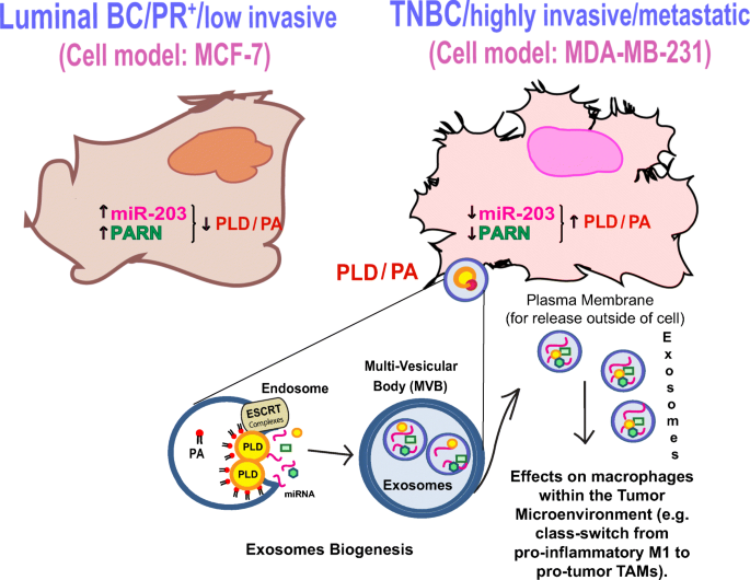 Lack Of Effective Translational Regulation Of Pld Expression And Exosome Biogenesis In Triple Negative Breast Cancer Cells Springerlink