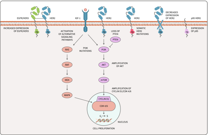 Anti-HER2 therapy in metastatic breast cancer: many choices and future  directions | SpringerLink