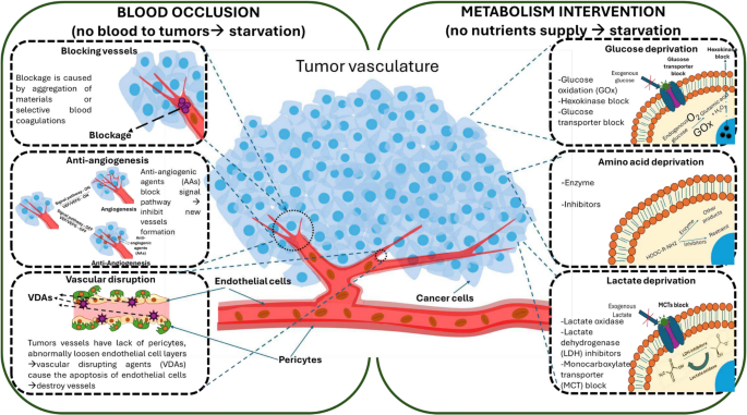 benefits of glutathione and cancer Nanomaterials in starvation therapy: pioneering advances, therapeutic potential, clinical challenges | Cancer and Metastasis Reviews Why is Your Hair