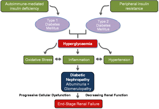 diabetic nephropathy pdf)