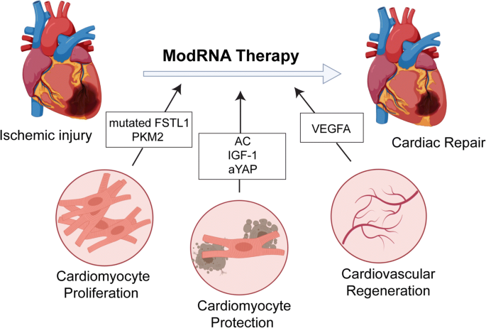 modified mrna as a therapeutic tool for the heart springerlink