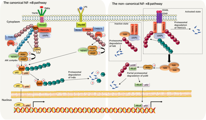 glutathione and genital herpes Buy Glutathione Injection Online for Cellular Support