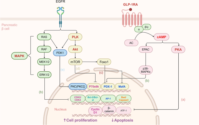 l cells glp 1 GLP-1 Receptor Agonists as Treatments for Type 2 Diabetes