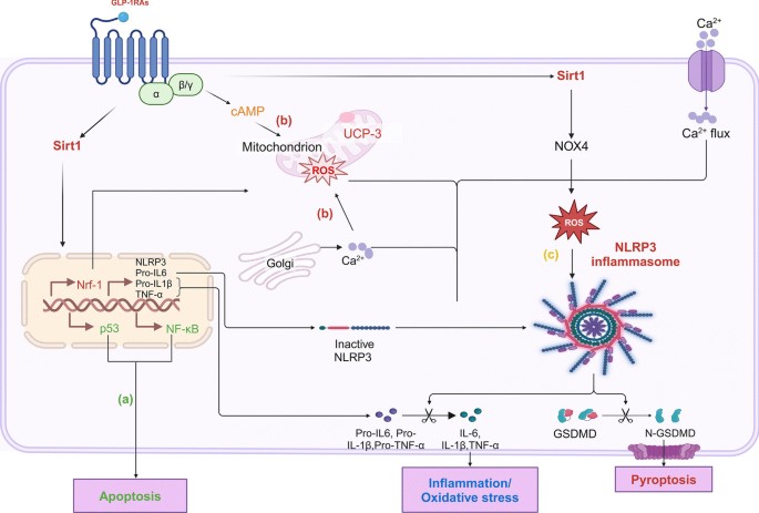over the counter glp 1 drugs GLP-1 pills are on the way. Here's what to know : Short Wave : NPR